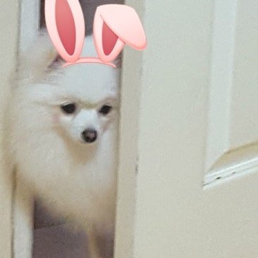 페츠온동물병원