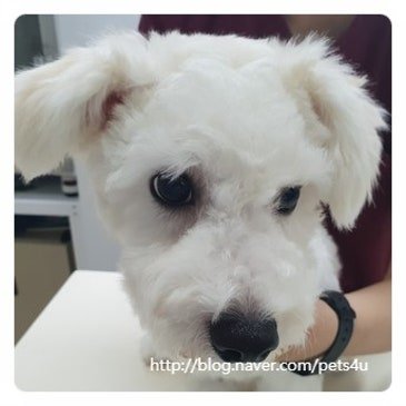 솔펫동물병원