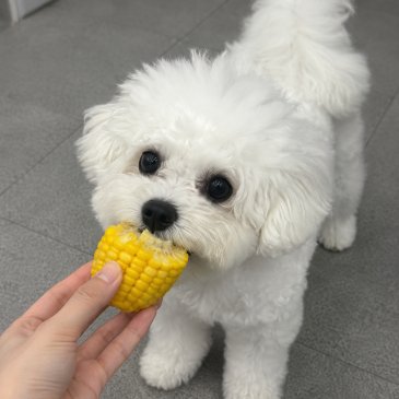 아산아이윌24시동물메디컬센터